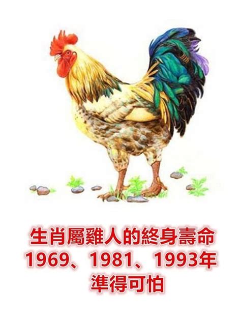 1981 屬|1981年出生的屬雞人是什麼命，准到爆了！